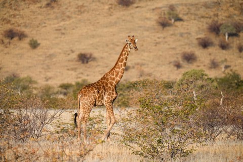 Angola giraffe (Giraffa camelopardalis angolensis), near Khowarib, Damaraland, Kunene Region,