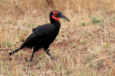 Red-faced hornbill, Southern ground hornbill, Red-cheeked hornbill, Southern hornbill, Kaffir
