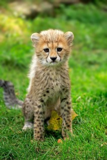 Cheetah, Northeast African cheetah (Acinonyx jubatus soemmeringii), young, ten weeks old, Africa,