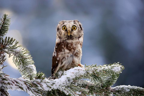 Great Horned Owl (Aegolius funereus), adult on tree in the snow, in winter, alert, Zdarske Vrchy,