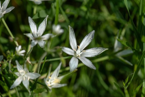 Umbel milk star (Ornithogalum umbellatum), Bavaria, Germany, Europe