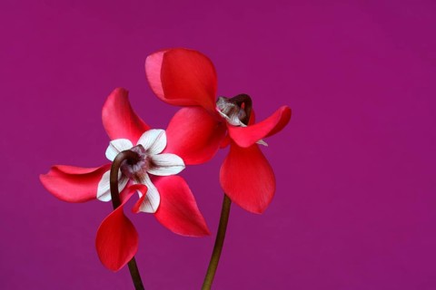 Cyclamen 'Exclusive Petticoat', Cyclamen spec, studio shot