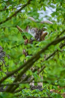 European mouflon (Ovis ammon musimon), partially covered by green leaves, on rocky ground, spring