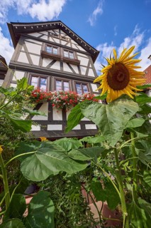 Sunflower in front of a half-timbered house against blue sky with cumulus clouds in Michelstadt,