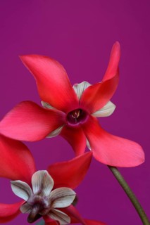 Cyclamen 'Exclusive Petticoat', Cyclamen spec, studio shot