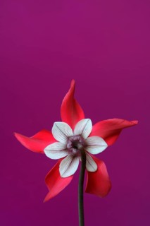 Cyclamen 'Exclusive Petticoat', Cyclamen spec, studio shot
