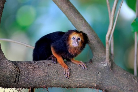 Golden-headed lion tamarin (Leontopithecus chrysomelas), adult on tree, alert, South America