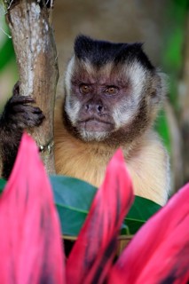 Crested Capuchin (Cebus apella), adult portrait, Pantanal, Mato Grosso, Brazil, South America