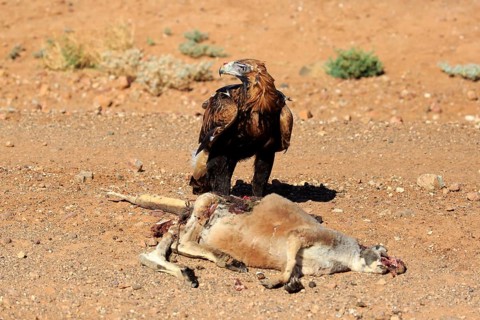 Wedge-tailed eagle (Aquila audax), adult on prey, red giant kangaroo (Macropus rufus), National