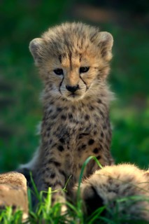 Cheetah, Northeast African cheetah (Acinonyx jubatus soemmeringii), young, seven weeks old, Africa,
