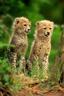 Cheetah, Northeast African cheetah (Acinonyx jubatus soemmeringii), two cubs, siblings, ten weeks