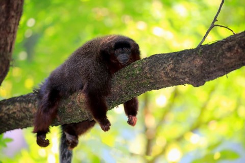 Coppery titi (Callicebus moloch), adult on tree, resting, South America