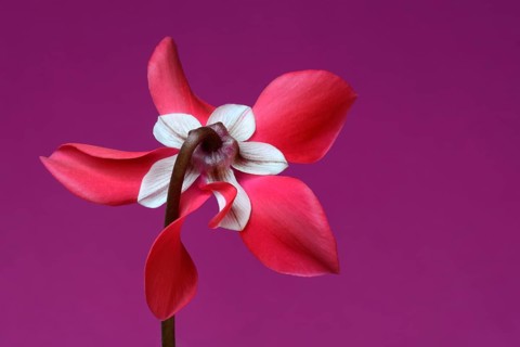 Cyclamen 'Exclusive Petticoat', Cyclamen spec, studio shot