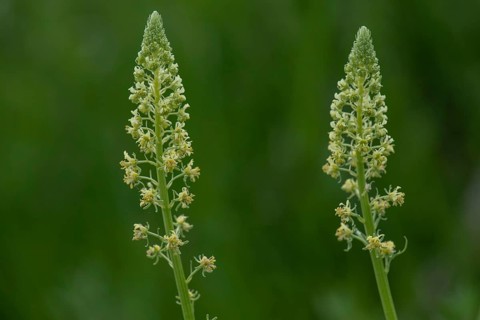 Flowers of the Yellow Reseda (Reseda lutea), Bavaria, Germany, Europe