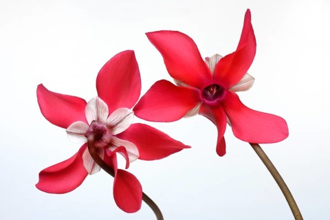 Cyclamen 'Exclusive Petticoat', Cyclamen spec, studio shot