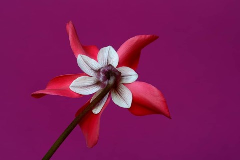 Cyclamen 'Exclusive Petticoat', Cyclamen spec, studio shot