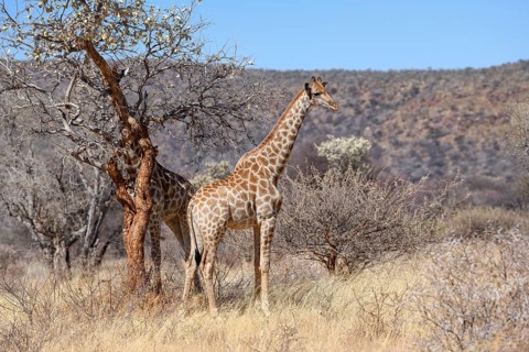 Angola giraffes (Giraffa camelopardalis angolensis), near Palmwag, Damaraland, Kunene Region,