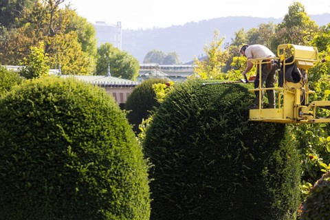 Tree care in autumn. Trees, ornamental shrubs and hedges are pruned at the Wilhelma Zoological and