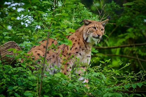 Eurasian lynx (Lynx lynx), sitting in the forest and observing attentively, its brown fur and