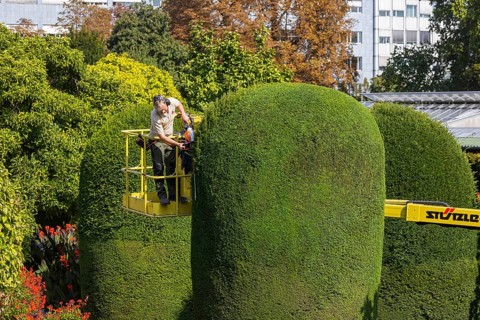 Tree care in autumn. Trees, ornamental shrubs and hedges are pruned at the Wilhelma Zoological and