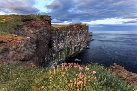 Flowers, cliffs, bird cliffs, sea, evening light, cloudy mood, summer, Latrabjarg, Westfjords,