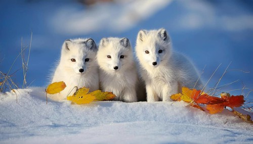 Three arctic foxes in the snow Arctic fox, snow fox, AI generated, Studio, AI generated