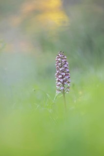 Close-up of a flower, spotted ragwort (Dactylorhiza maculata) on a green meadow on a spring