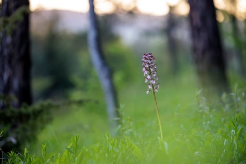 Close-up of a flower, spotted ragwort (Dactylorhiza maculata) on a green meadow on a spring