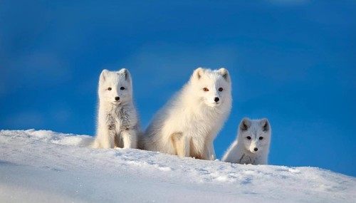 Three arctic foxes in the snow, one fawn and two pups, arctic fox, arctic fox, arctic fox, snow