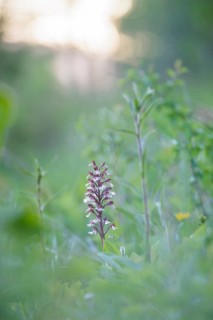 Close-up of a flower, spotted ragwort (Dactylorhiza maculata) on a green meadow on a spring