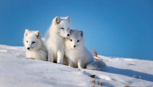 Three arctic foxes in the snow, one fawn and two pups, arctic fox, arctic fox, arctic fox, snow