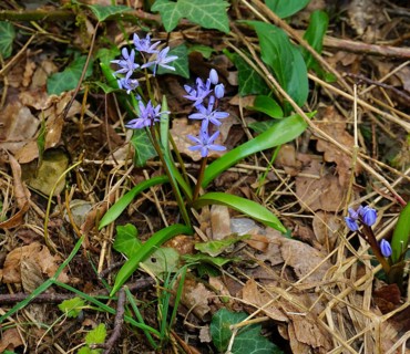 Alpine squill, Scilla bifolia, common bluebell, Alpine squill, two-leaf squill, wild hyacinth,