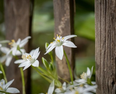 Milk star flowers (Ornithogalum umbellatum)