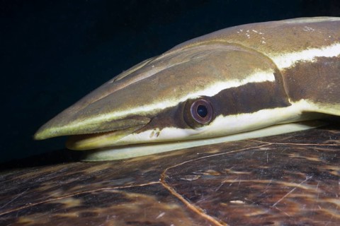 Live sharksucker on turtle shell, Echeneis naucrates, Marsa Alam, Red Sea, Egypt, Africa