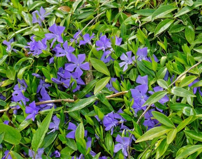 Periwinkle, Vinca, blue periwinkle, periwinkle, bigleaf periwinkle, Bigleaf Periwinkle, Vinca major