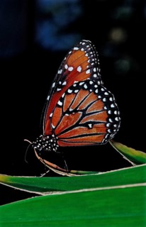 Monarch butterfly, Danaus eresimus, Brazil, South America