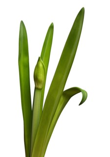 Unblown amaryllis bud and leaves on a white background