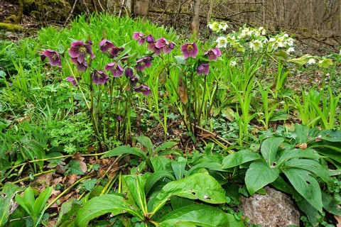 Christrosen, helleborus atrorubens, dark purple hellebore, red hellebore