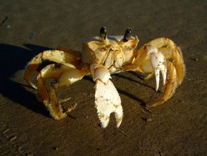Crab