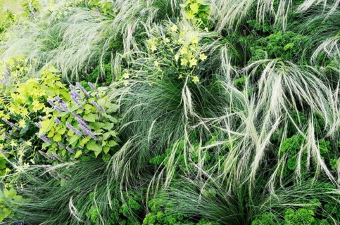 Floral background, garden flowerbed with flowers and grass, horizontal