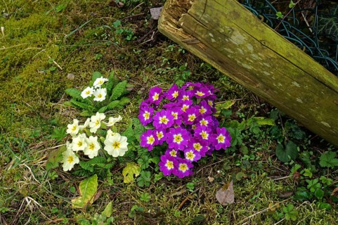 Garden primroses, various colours, Primula, primrose
