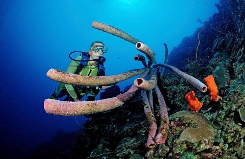 Diver and tube sponge, Aplysina archeri, Netherlands Antilles, Bonaire, Caribbean, Caribbean Sea