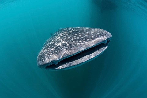 Whale shark, Rhincodon typus, Triton Bay, West Papua, Indonesia, Asia