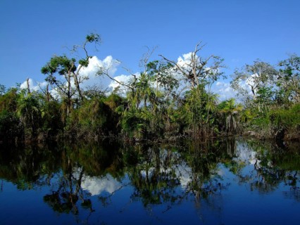 Primeval forest