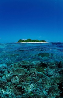 Corals in front of Maldives Island, Maldives, Indian Ocean, Meemu Atoll, Asia