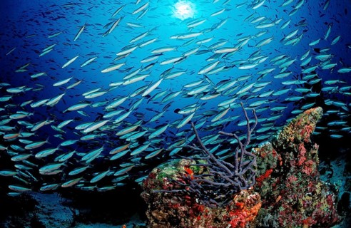 Swarm of neon fusiliers on coral reef, Pterocaesio tile, Maldives, Indian Ocean, Meemu Atoll, Asia