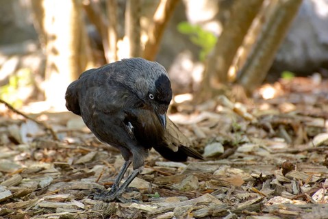 Jackdaw on the ground