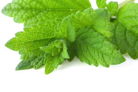 Bunch of lemon balm or melissa plant isolated on white background