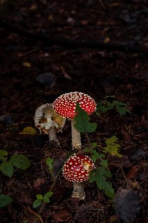 Fly agaric group (Amanita muscaria), growing on mossy forest soil between a blackberry bush,