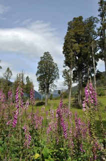 Flowering Foxgloves (Digitalis purpurea), West Coast, South Island, New Zealand, Oceania